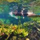 Aquario-Natural.jpg